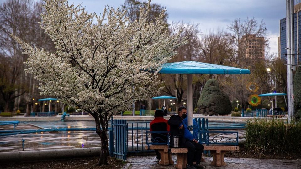 شکوفه های بهاری