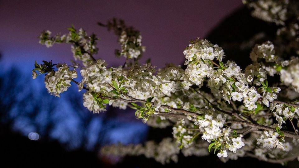 شکوفه های بهاری