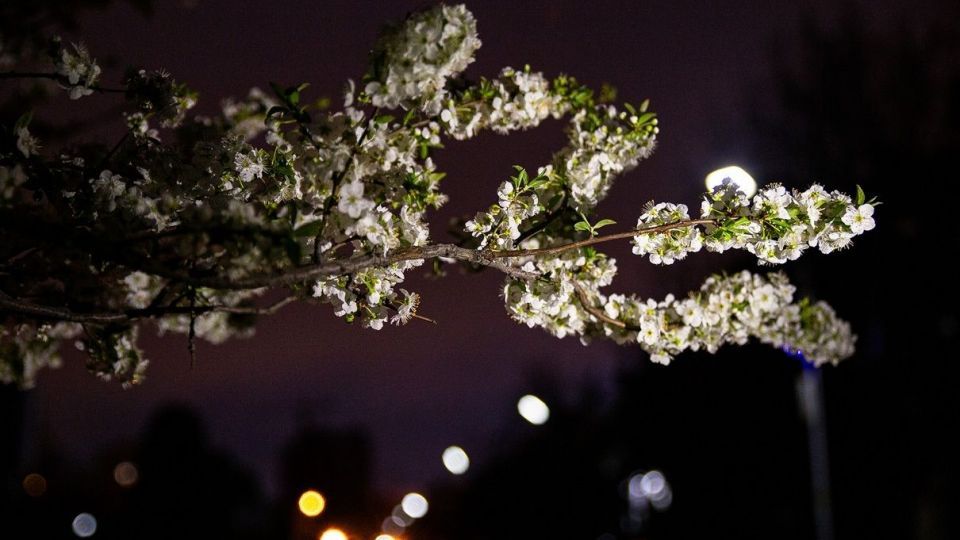 شکوفه های بهاری