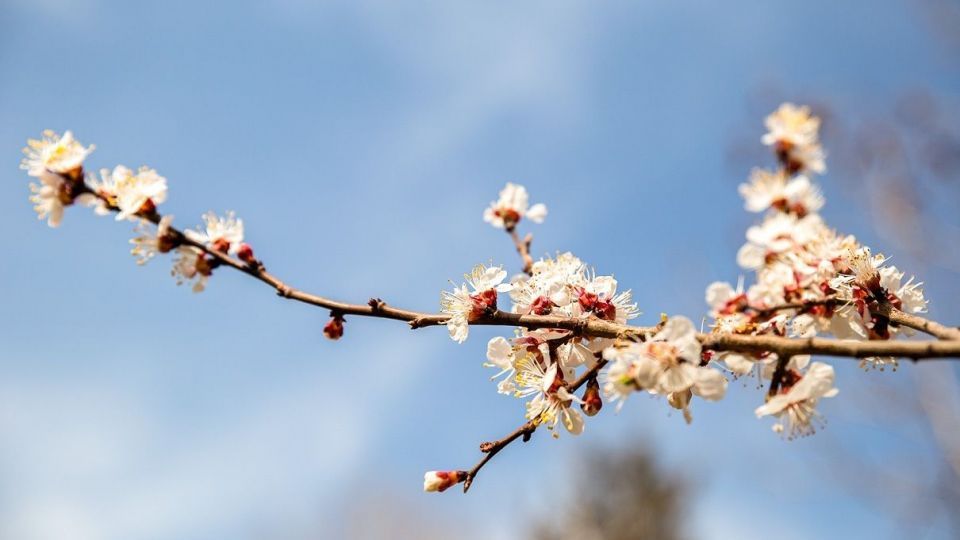 شکوفه های بهاری