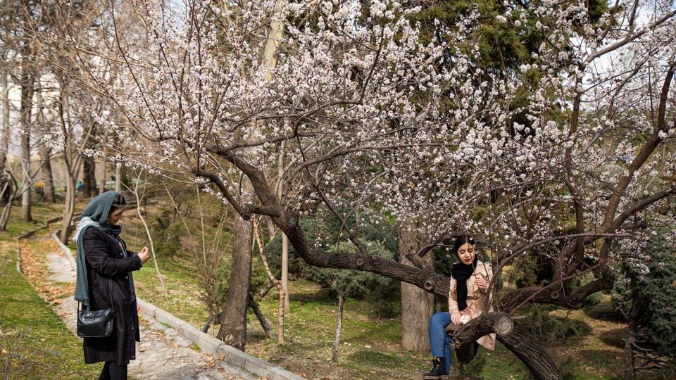 شکوفه های بهاری