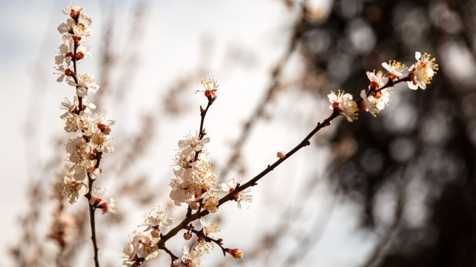 شکوفه های بهاری