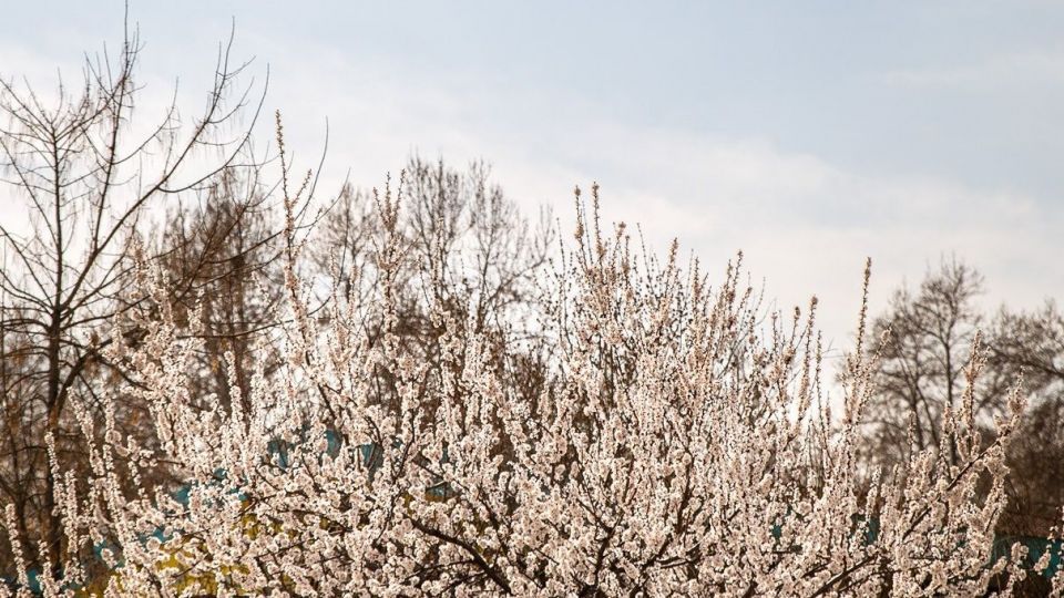 شکوفه های بهاری