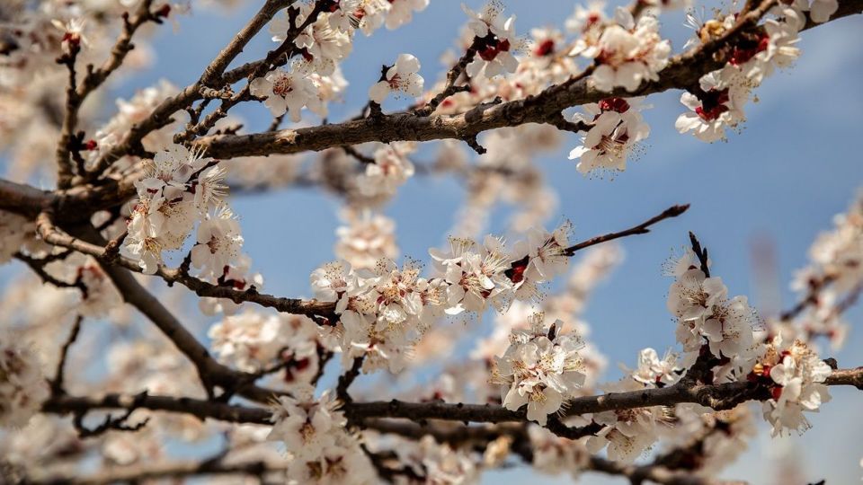 شکوفه های بهاری