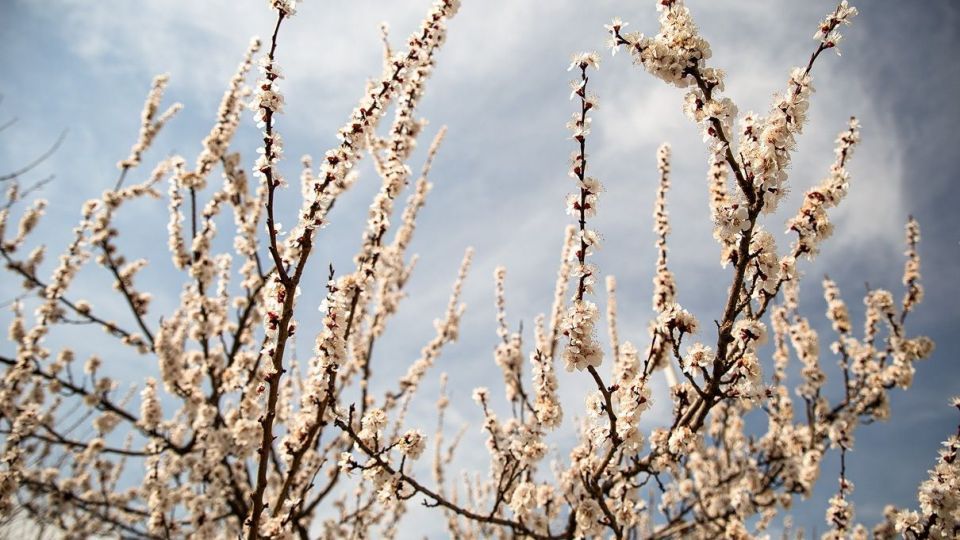 شکوفه های بهاری