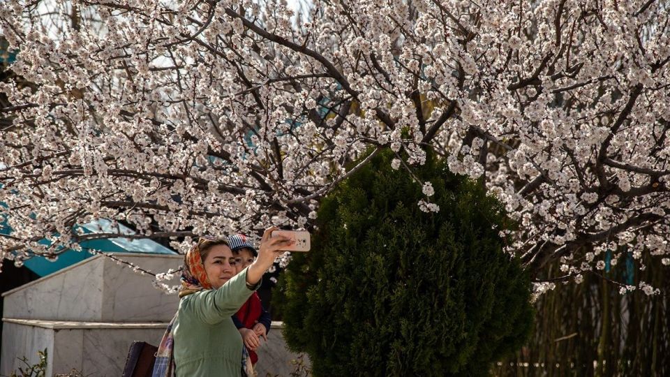 شکوفه های بهاری