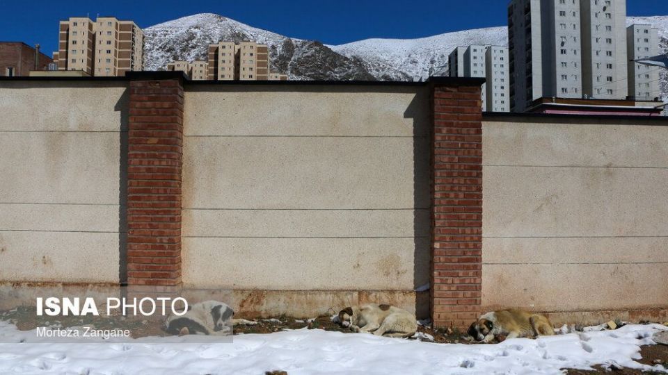 روز برفی «فاز ۱۱ پردیس»