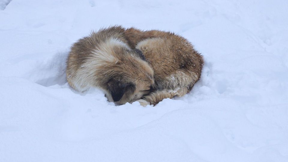 بارش برف در آخرین روز‌های زمستان - گلستان