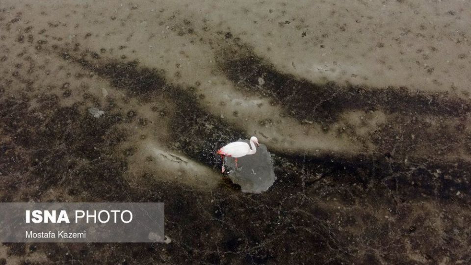 عاقبت پرندگان تالاب «میانکاله» بهشهر