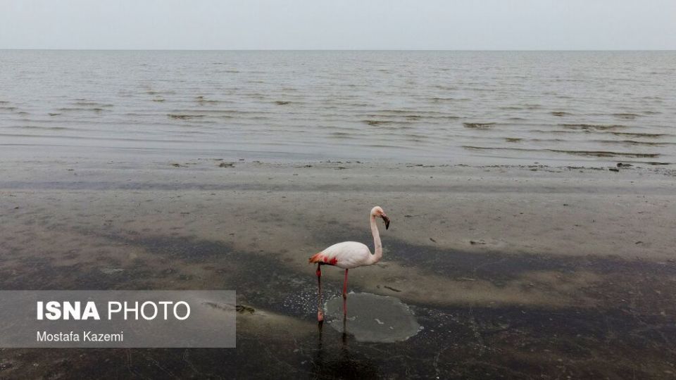 عاقبت پرندگان تالاب «میانکاله» بهشهر