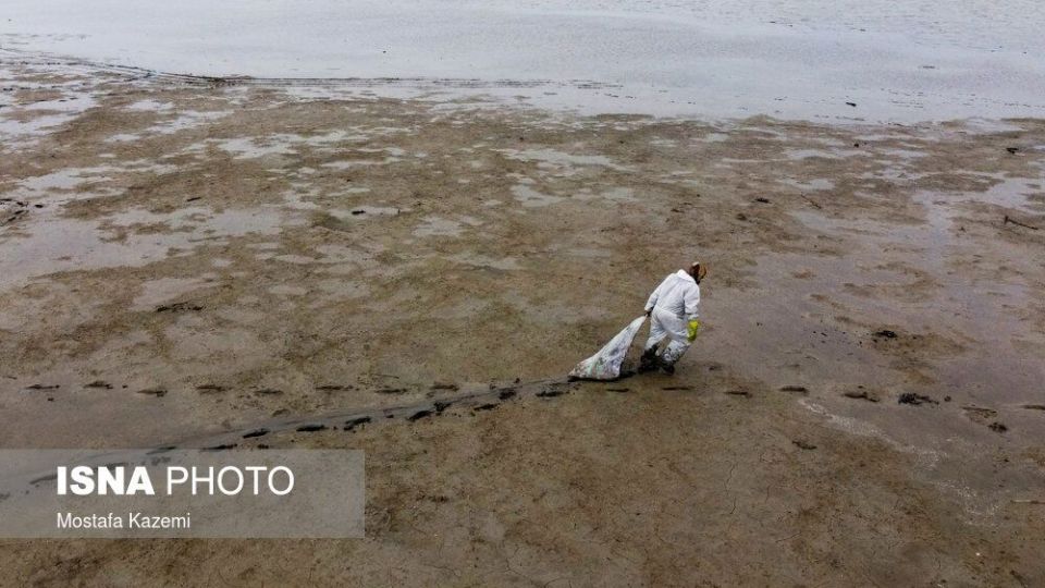 عاقبت پرندگان تالاب «میانکاله» بهشهر