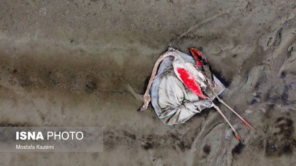 عاقبت پرندگان تالاب «میانکاله» بهشهر