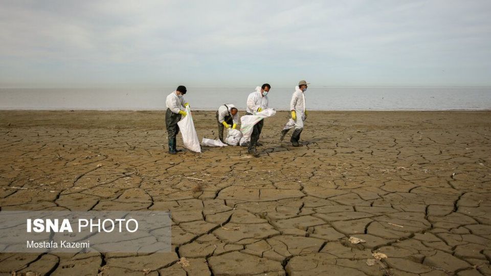عاقبت پرندگان تالاب «میانکاله» بهشهر