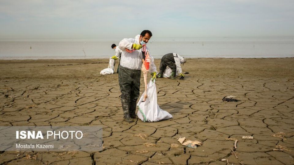 عاقبت پرندگان تالاب «میانکاله» بهشهر