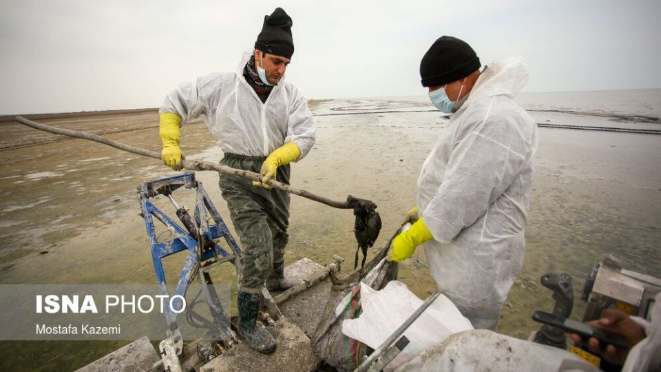عاقبت پرندگان تالاب «میانکاله» بهشهر