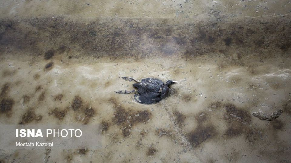 عاقبت پرندگان تالاب «میانکاله» بهشهر