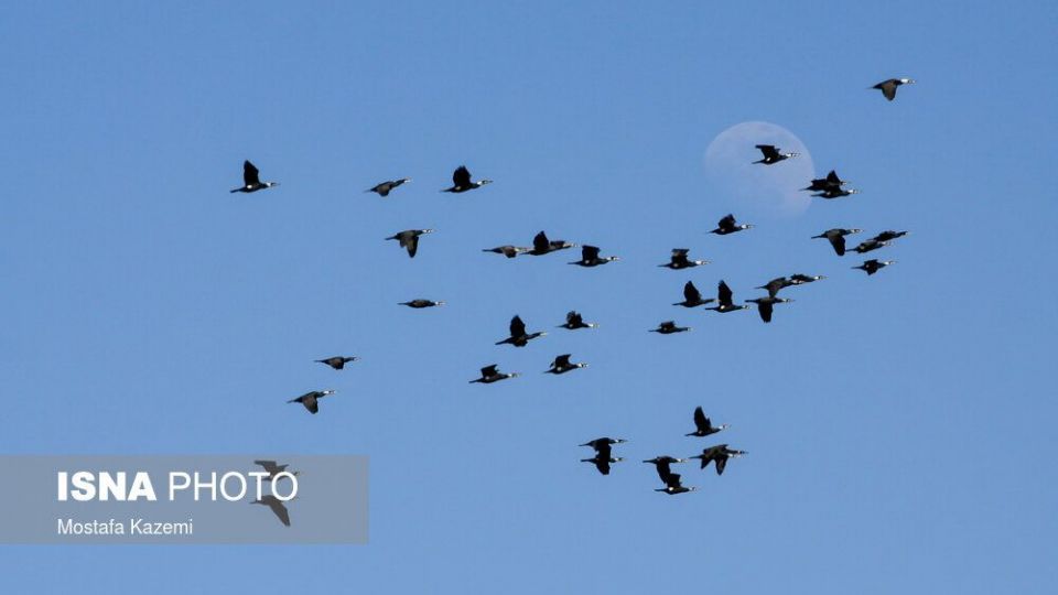 عاقبت پرندگان تالاب «میانکاله» بهشهر