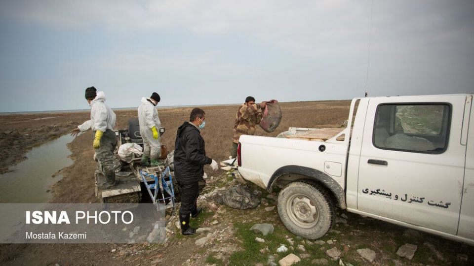 عاقبت پرندگان تالاب «میانکاله» بهشهر
