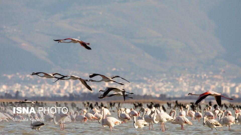 عاقبت پرندگان تالاب «میانکاله» بهشهر