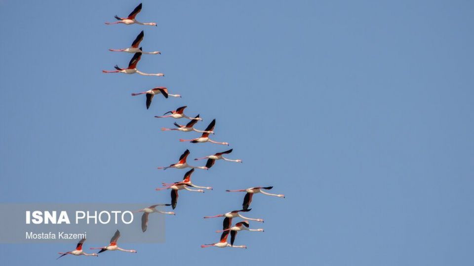 عاقبت پرندگان تالاب «میانکاله» بهشهر