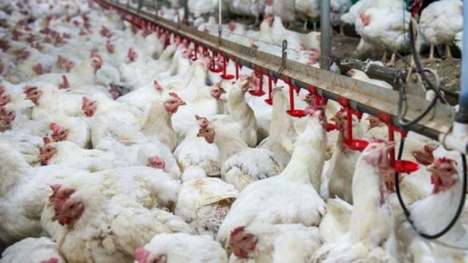 نگهداری مرغ بیشتر از ۵۰ روز احتکار است