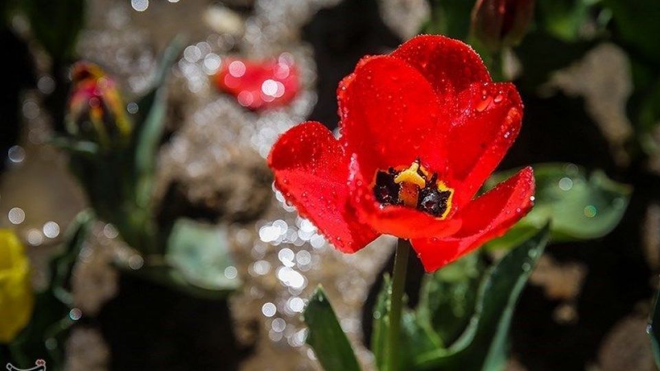 باغ گل ها - البرز
