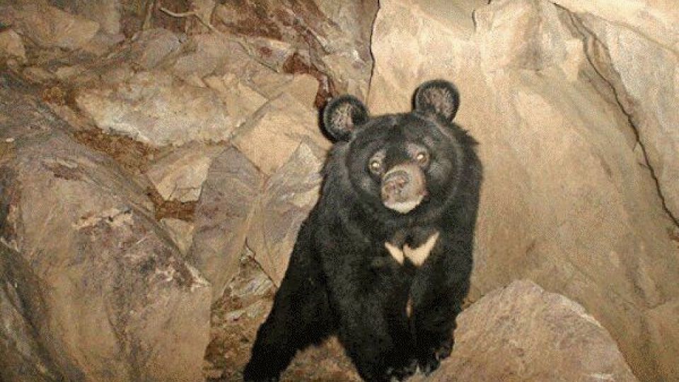 خرس سیاه آسیایی در نیکشهر مشاهده شد