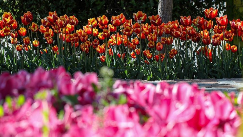 بهار مستعجل - سیستان