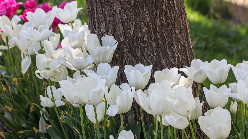 بهار مستعجل - سیستان