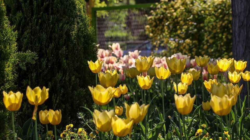 بهار مستعجل - سیستان