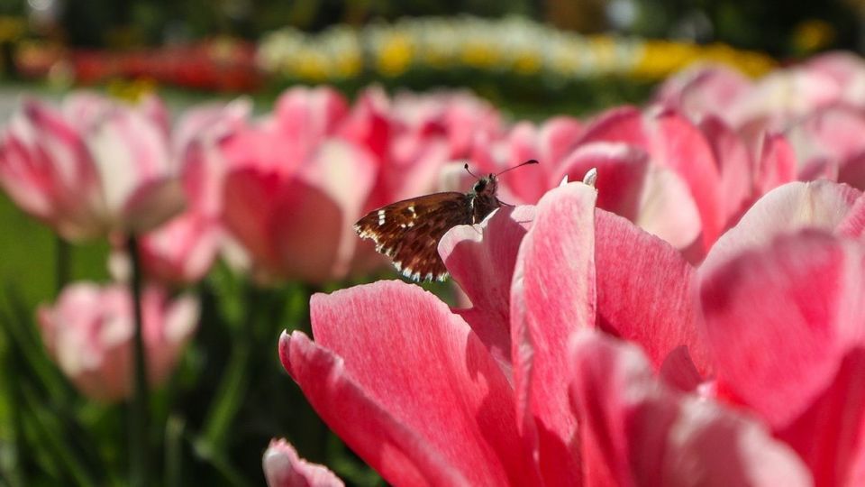 بهار مستعجل - سیستان