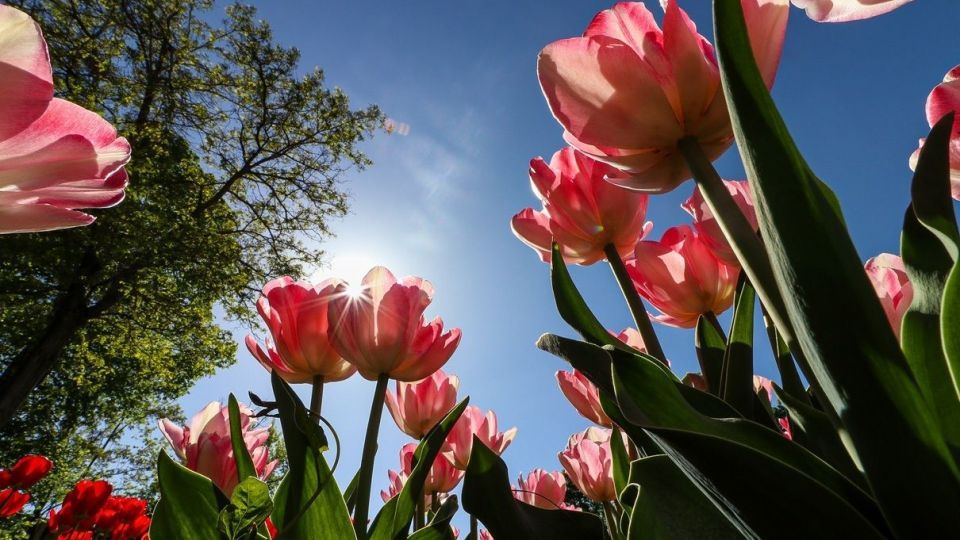 بهار مستعجل - سیستان