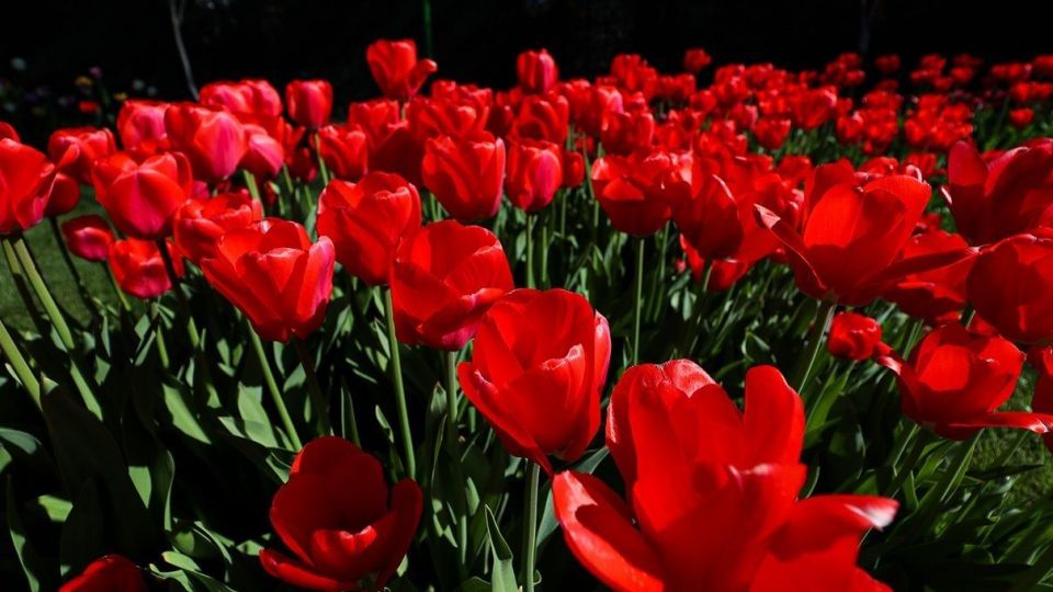 بهار مستعجل - سیستان