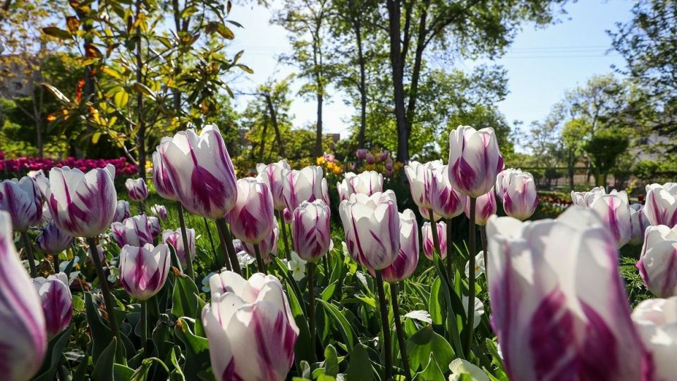 بهار مستعجل - سیستان