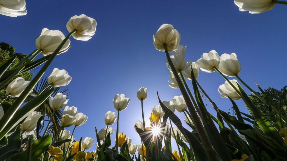 بهار مستعجل - سیستان