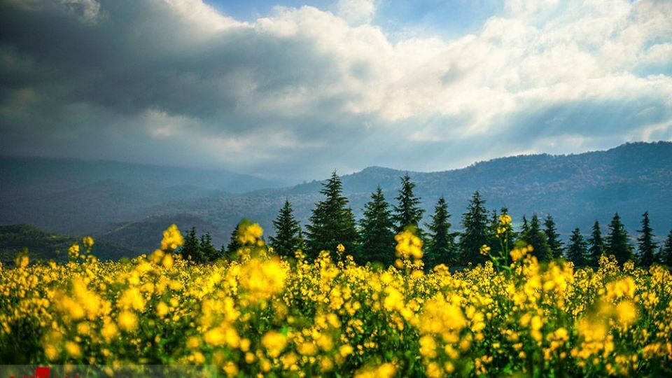 مزارع کلزا - مازندران