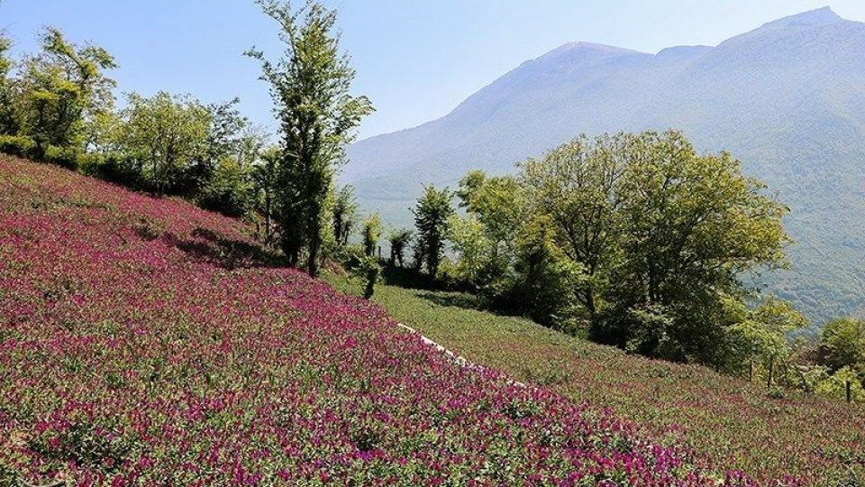 برداشت گل گاو زبان در گیلان