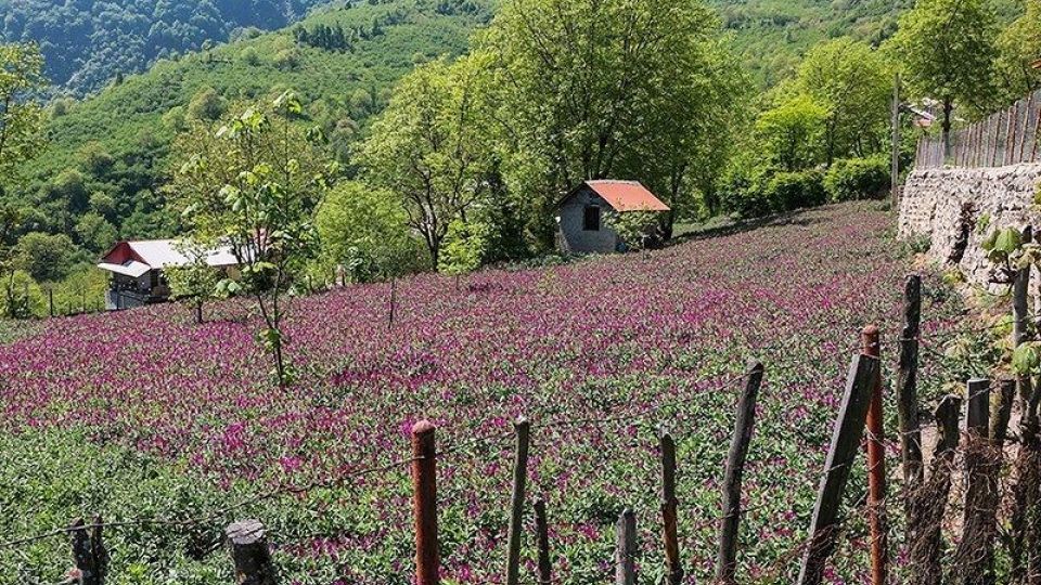 برداشت گل گاو زبان در گیلان