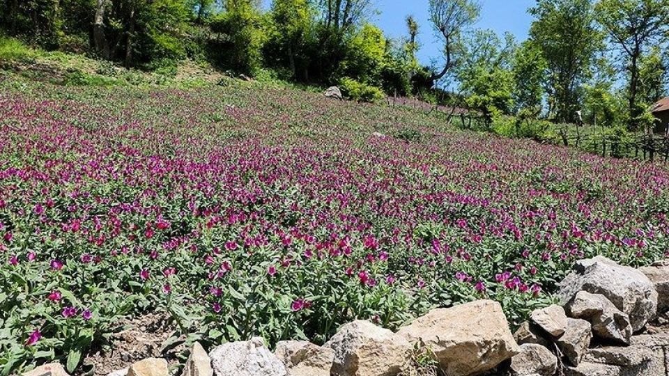 برداشت گل گاو زبان در گیلان