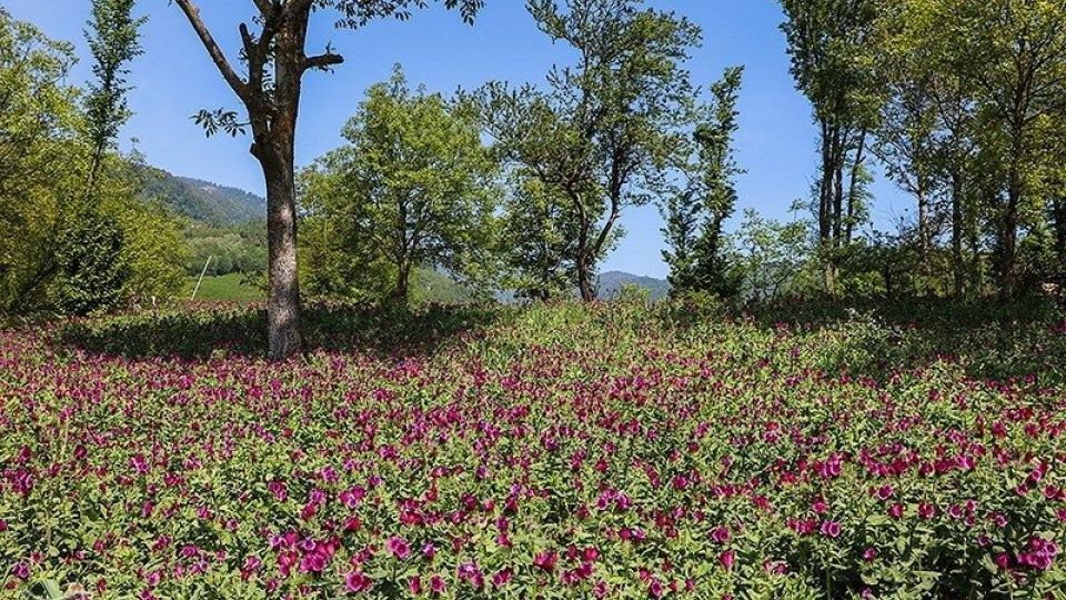 برداشت گل گاو زبان در گیلان