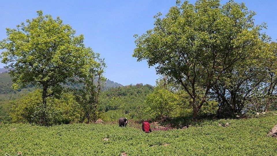 برداشت گل گاو زبان در گیلان