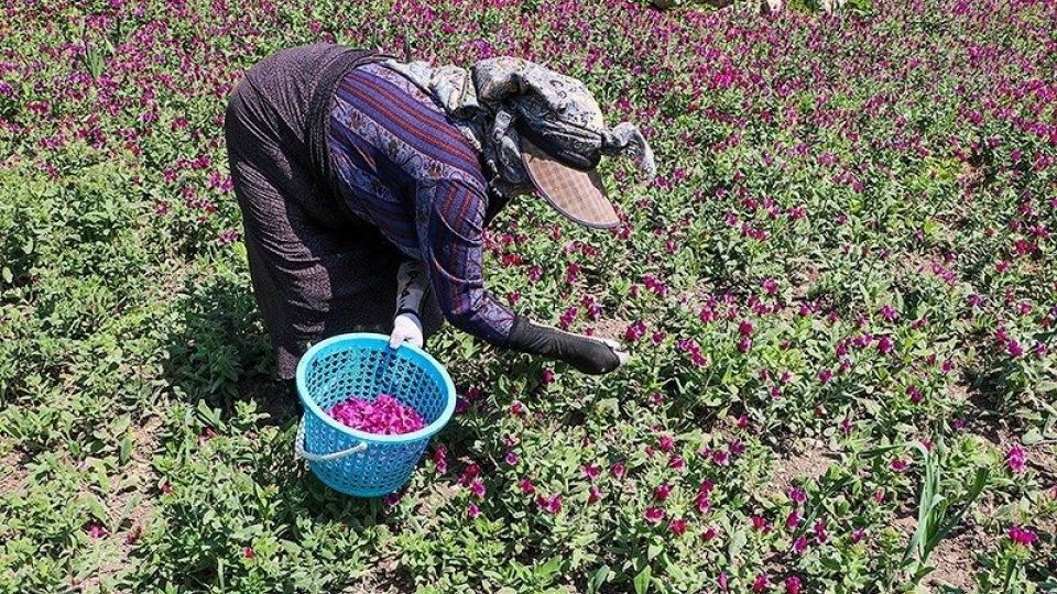 برداشت گل گاو زبان در گیلان