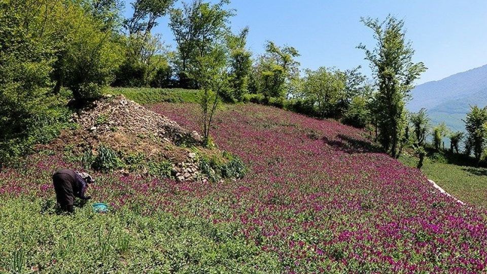 برداشت گل گاو زبان در گیلان