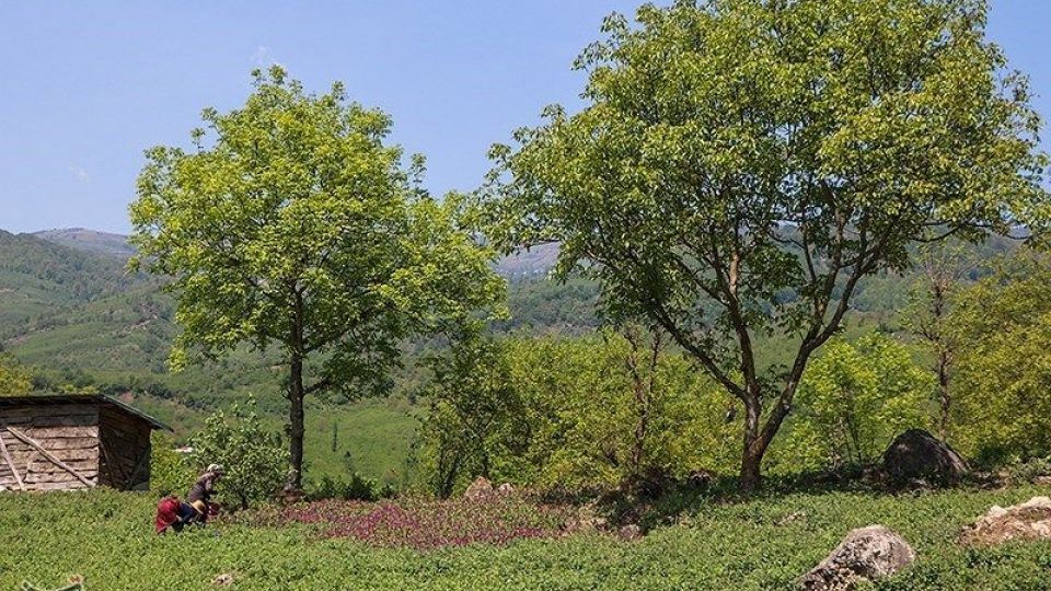 برداشت گل گاو زبان در گیلان