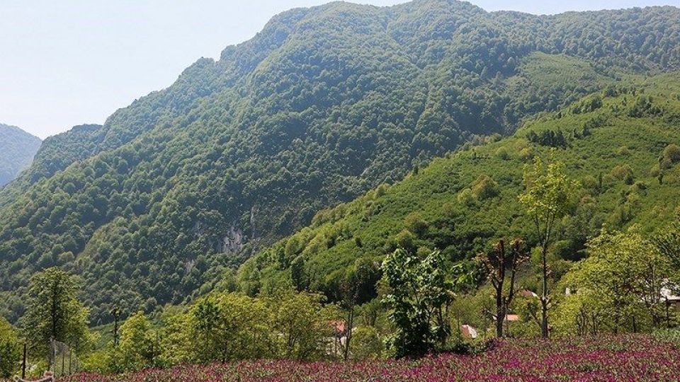 برداشت گل گاو زبان در گیلان