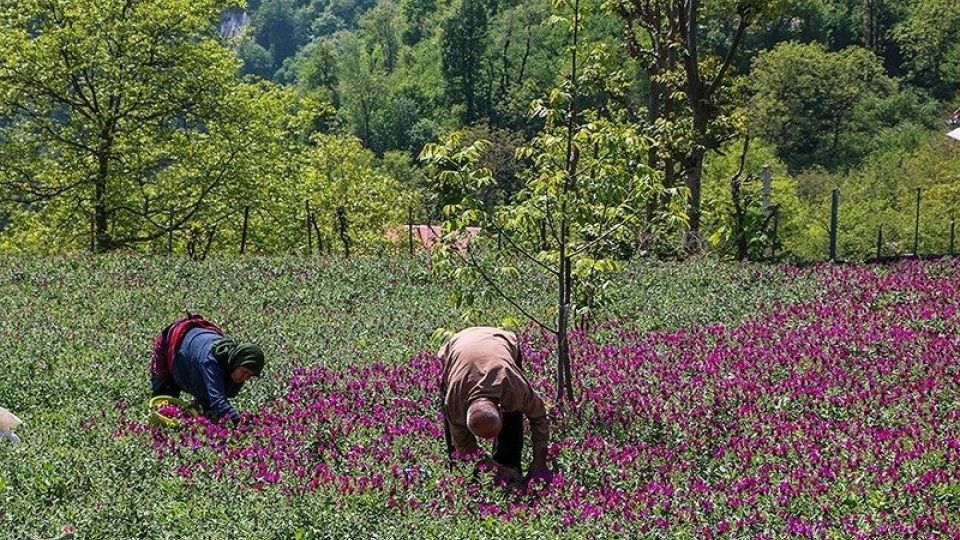 برداشت گل گاو زبان در گیلان