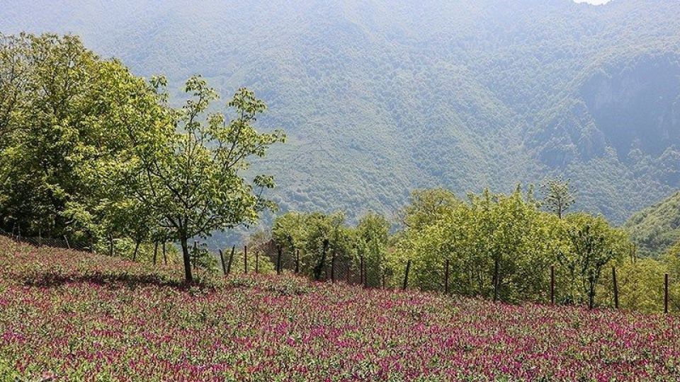 برداشت گل گاو زبان در گیلان