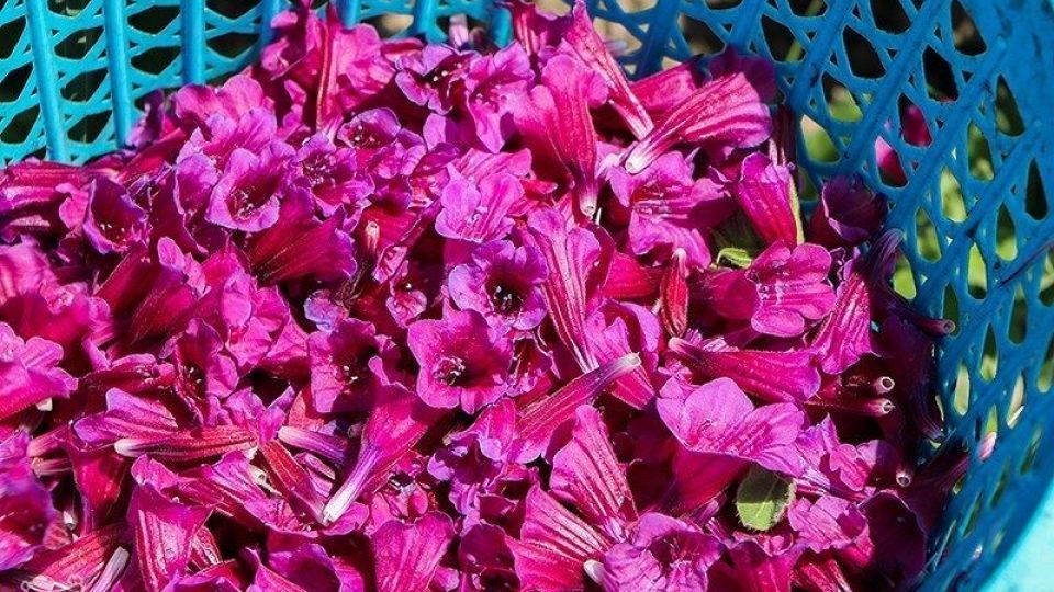 برداشت گل گاو زبان در گیلان