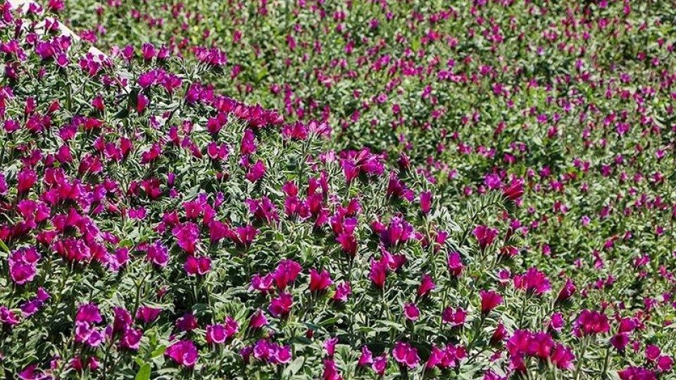 برداشت گل گاو زبان در گیلان