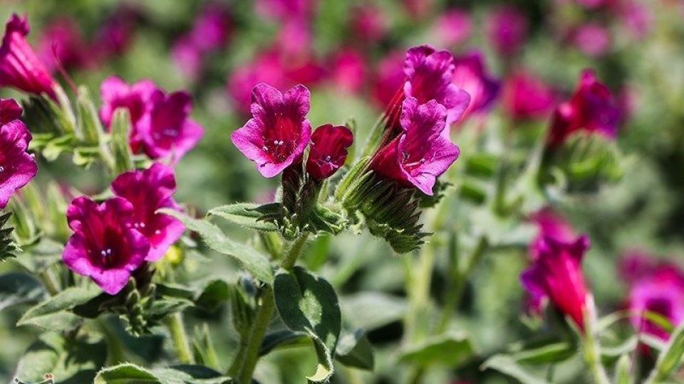 برداشت گل گاو زبان در گیلان